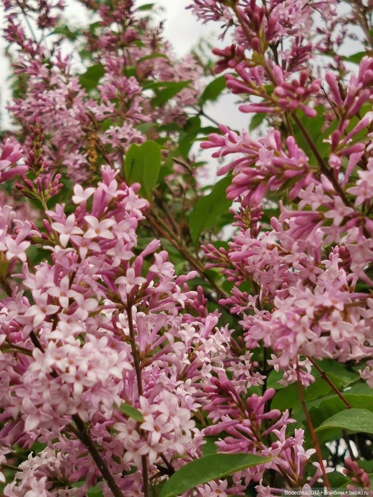 Моя ровесница — Куклы Sindy (Синди) и Tammy (Тамми): винтаж