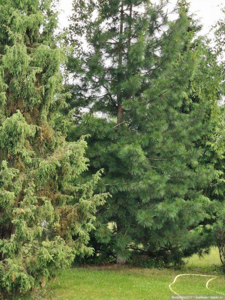 Моя ровесница — Куклы Sindy (Синди) и Tammy (Тамми): винтаж