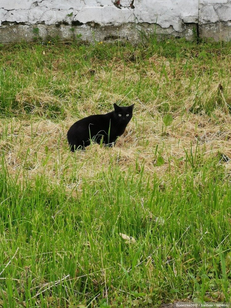 Моя ровесница — Куклы Sindy (Синди) и Tammy (Тамми): винтаж (фото 5)