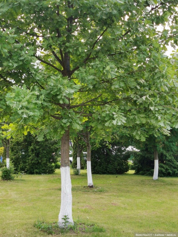 Моя ровесница — Куклы Sindy (Синди) и Tammy (Тамми): винтаж (фото 8)