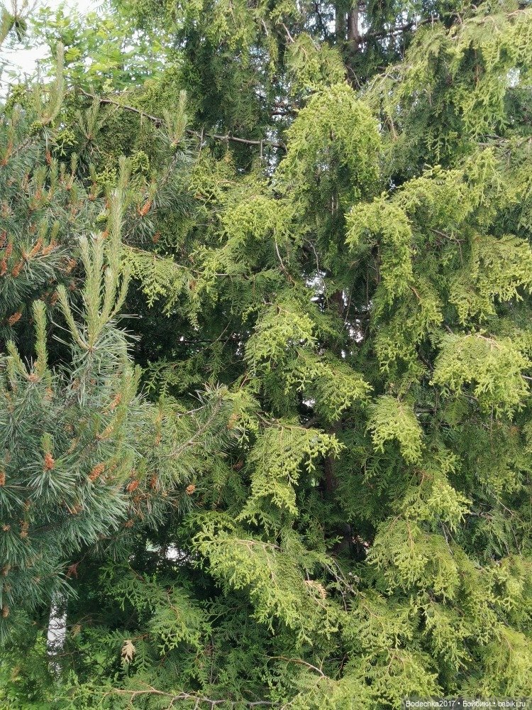 Моя ровесница — Куклы Sindy (Синди) и Tammy (Тамми): винтаж