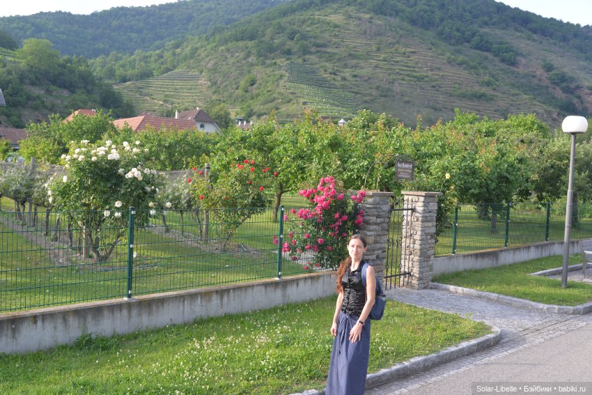 Долина Вахау с куколкой Руби Ред