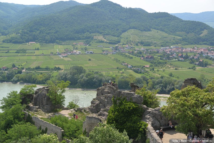 Долина Вахау с куколкой Руби Ред