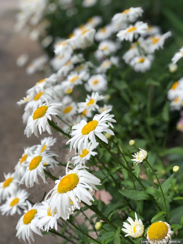 За посылкой — Игровые куклы разных производителей (Разное): редкие бренды (фото 6)