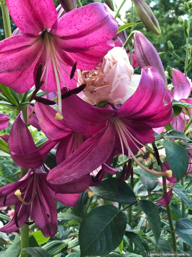 За посылкой — Игровые куклы разных производителей (Разное): редкие бренды