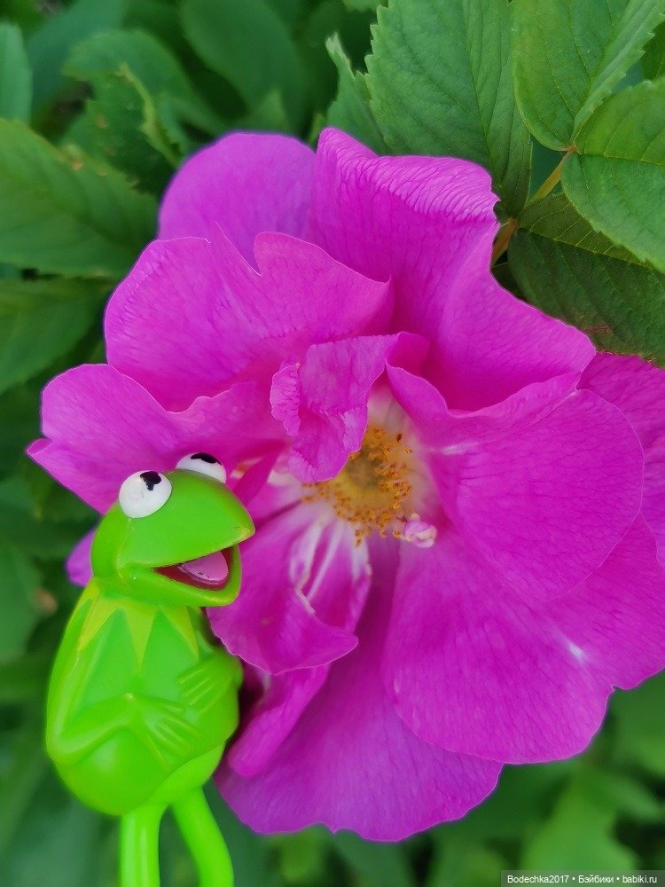 Квак у Вас дела — Игрушки СССР и советского детства: резиновые