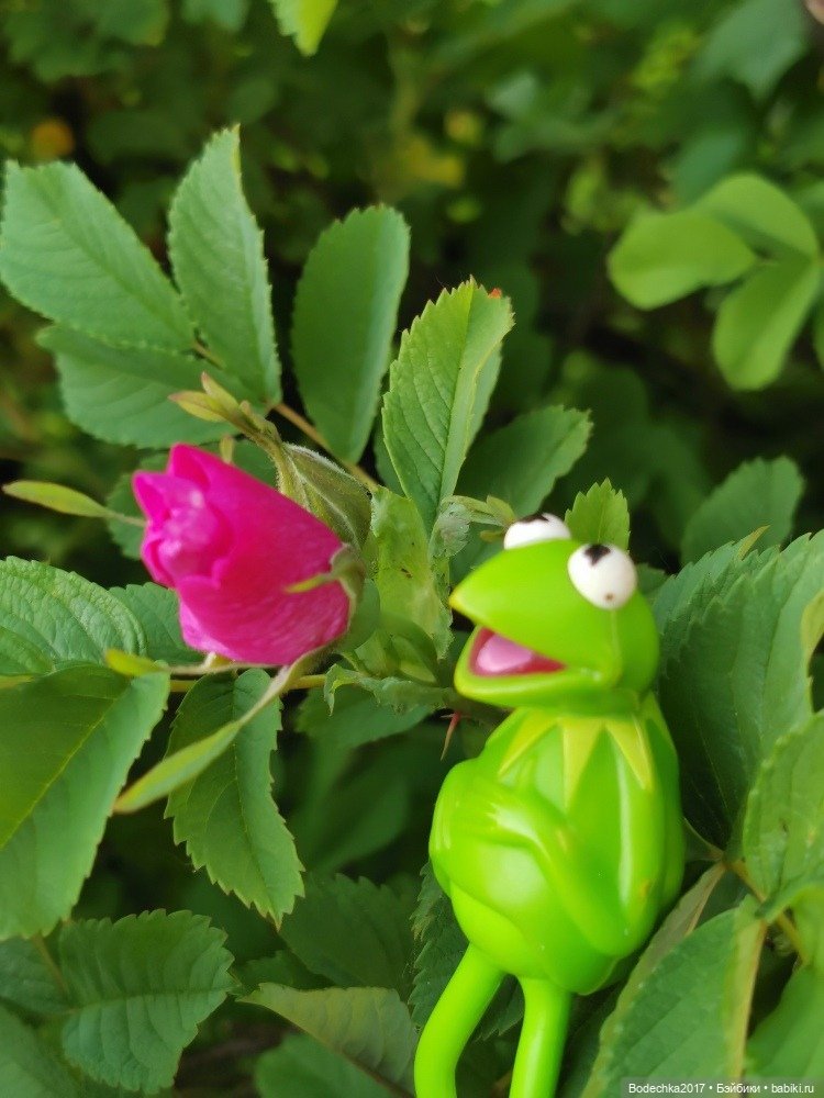 Квак у Вас дела — Игрушки СССР и советского детства: резиновые