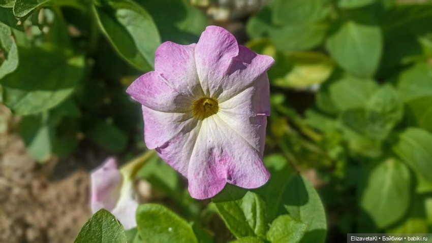 Прогулка. Realpuki. 165 — Фотоистории с куклами BJD (БЖД): сериалы (фото 7)