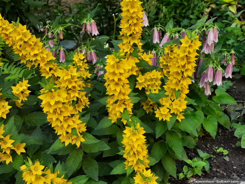 Таинственная коробочка — Разные шарнирные куклы (не БЖД): редкие (фото 3)