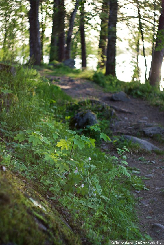 Лисья лесная прогулка и немного про дождь (фото 7)