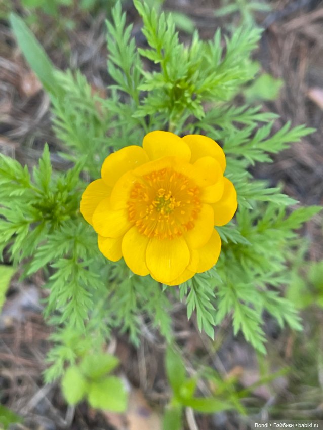 Тролли (эльфы) на удачу в своей среде (фото 9)