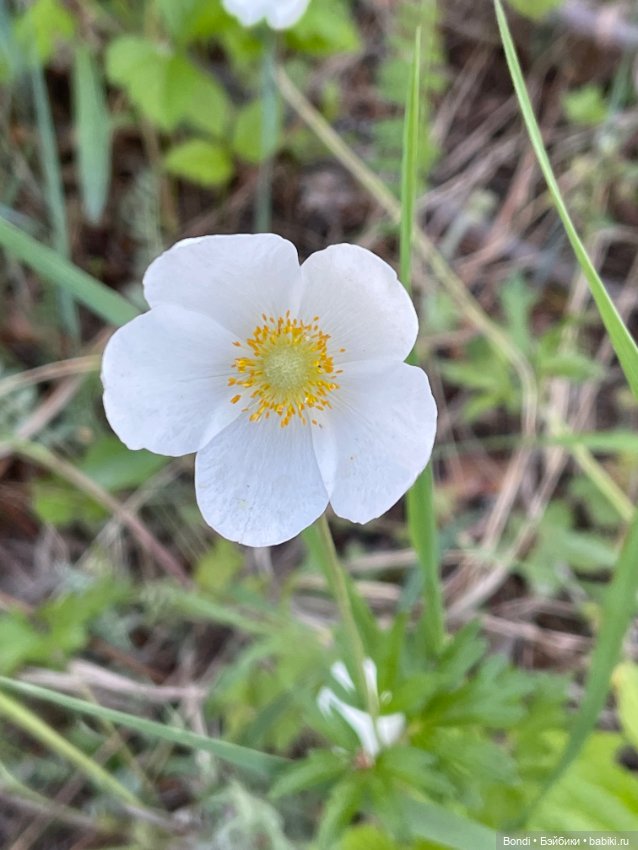 Тролли (эльфы) на удачу в своей среде