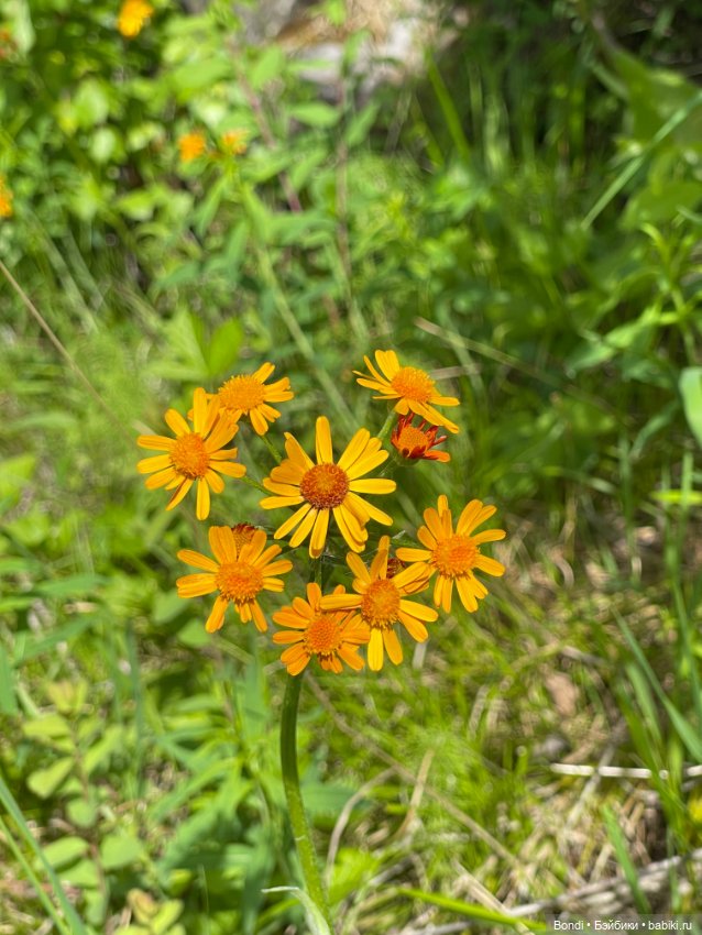 Тролли (эльфы) на удачу в своей среде (фото 5)