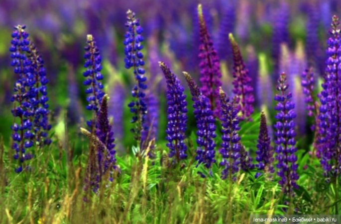 Кукла Наташа и поля люпинов