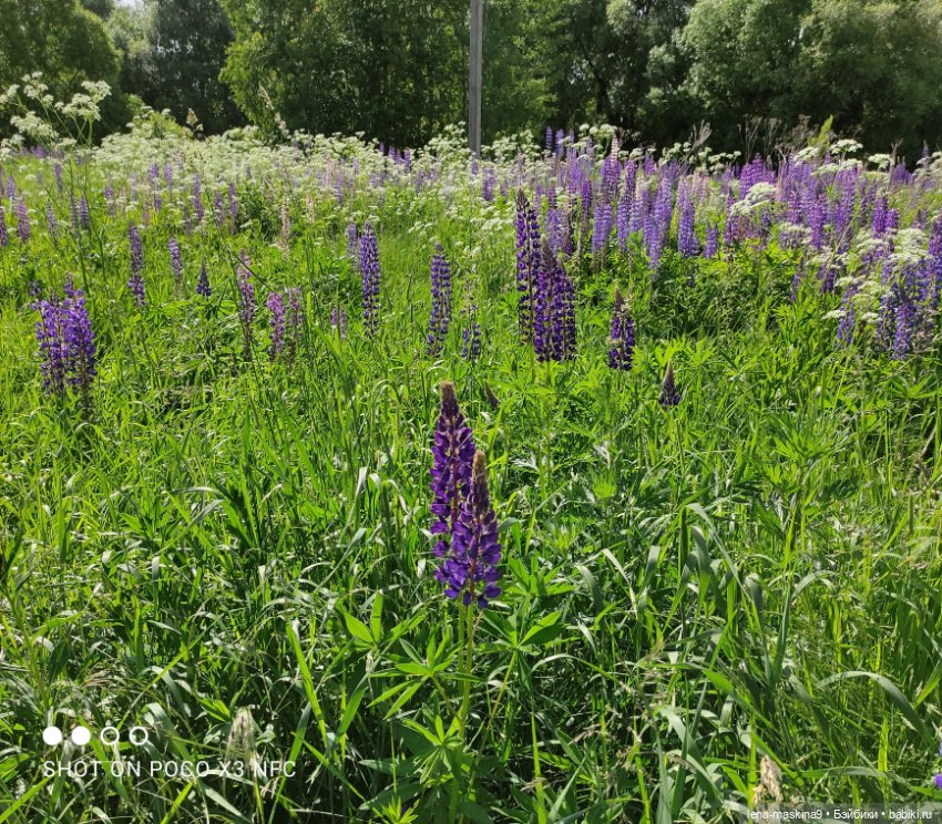 Кукла Наташа и поля люпинов