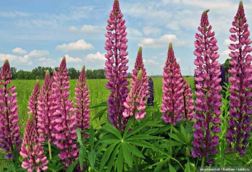 Кукла Наташа и поля люпинов