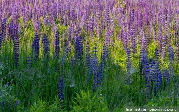 Кукла Наташа и поля люпинов