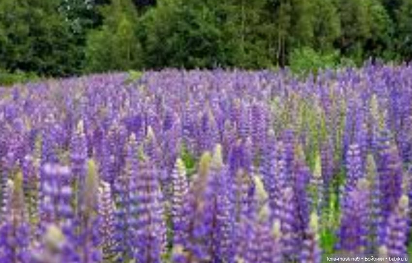 Кукла Наташа и поля люпинов