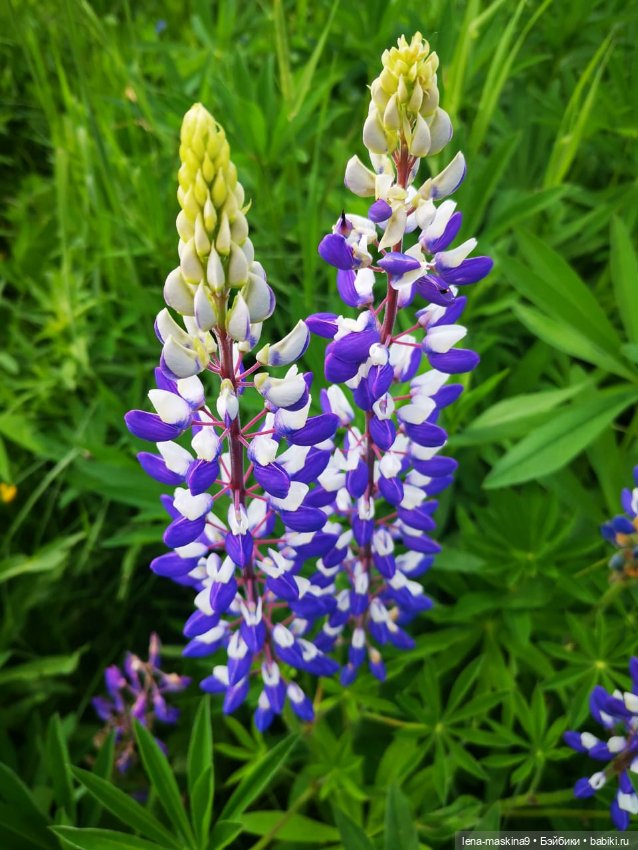 Кукла Наташа и поля люпинов