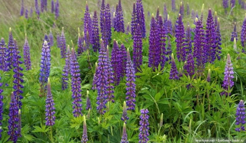 Кукла Наташа и поля люпинов