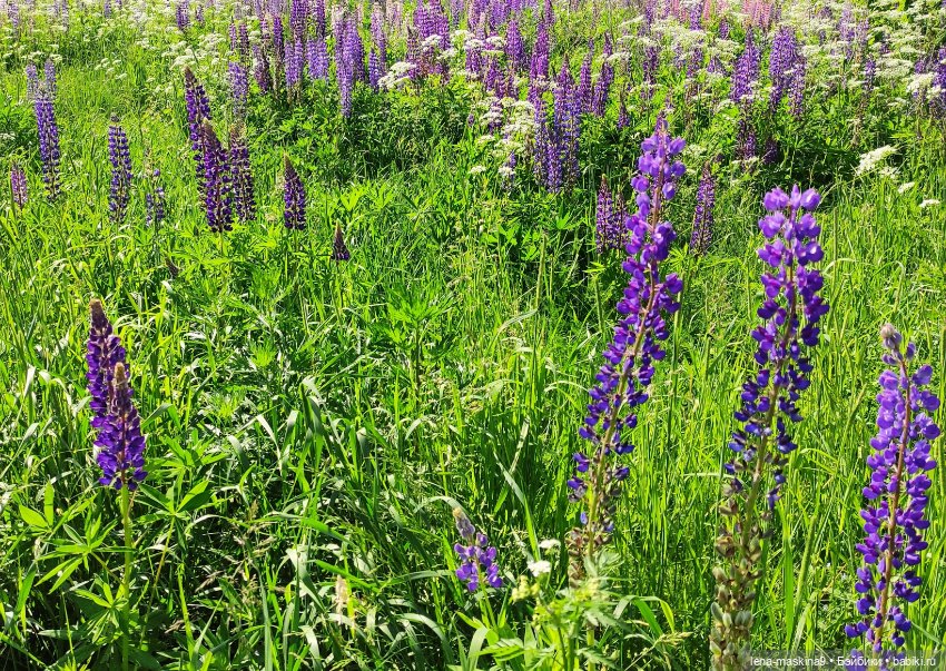 Кукла Наташа и поля люпинов