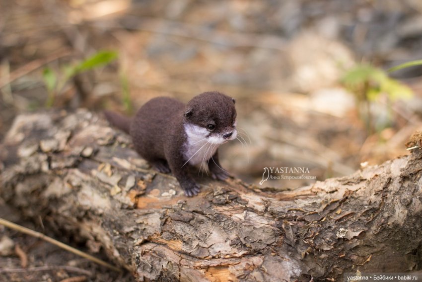 Детёныш выдры — Валяные игрушки из шерсти: сухое валяние