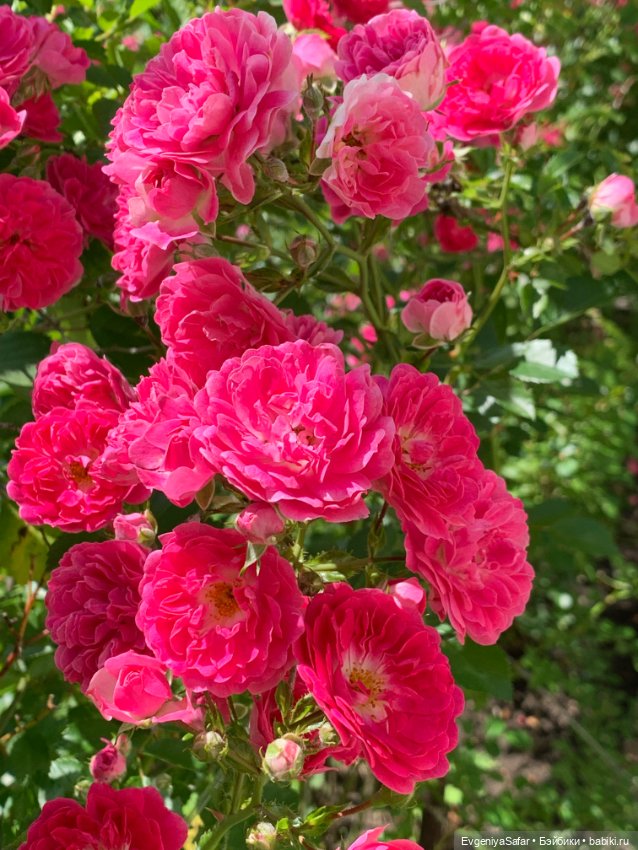 А ты меня любишь — Куклы с Алиэкспресс (Aliexpress): Китайские шарнирные