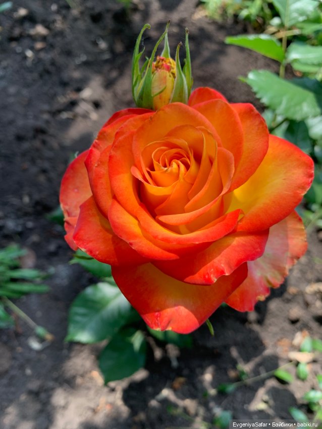 А ты меня любишь — Куклы с Алиэкспресс (Aliexpress): Китайские шарнирные