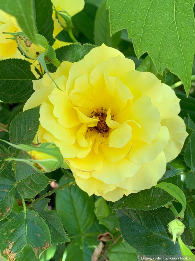 А ты меня любишь — Куклы с Алиэкспресс (Aliexpress): Китайские шарнирные