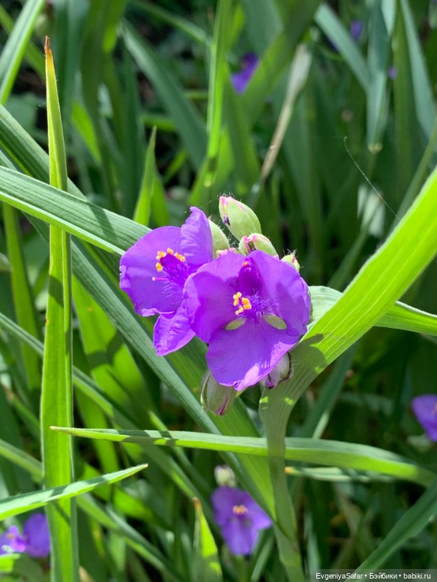 А ты меня любишь — Куклы с Алиэкспресс (Aliexpress): Китайские шарнирные (фото 7)