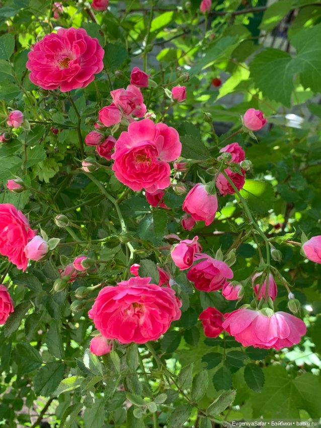 А ты меня любишь — Куклы с Алиэкспресс (Aliexpress): Китайские шарнирные