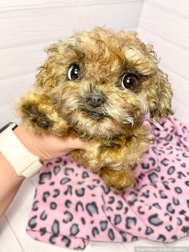 Фенечка 🐾🐶 — Реалистичные игрушки и звери (Натюр): собаки