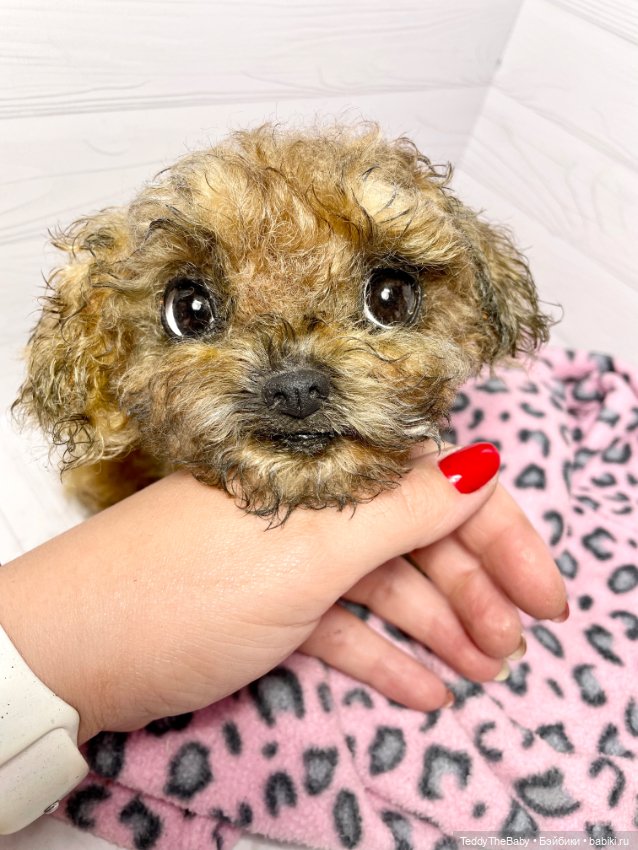 Фенечка 🐾🐶 — Реалистичные игрушки и звери (Натюр): собаки (фото 3)