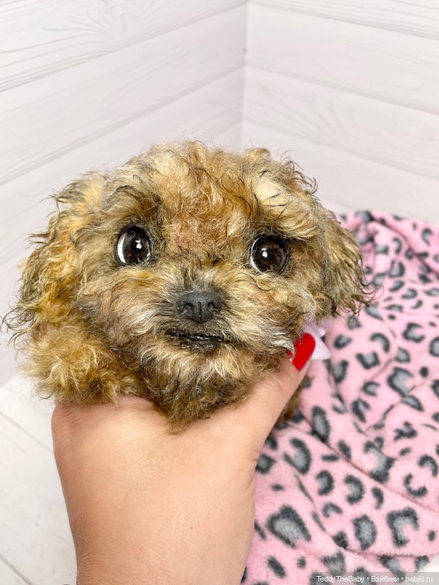 Фенечка 🐾🐶 — Реалистичные игрушки и звери (Натюр): собаки