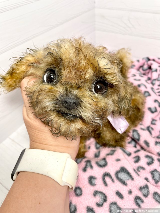 Фенечка 🐾🐶 — Реалистичные игрушки и звери (Натюр): собаки