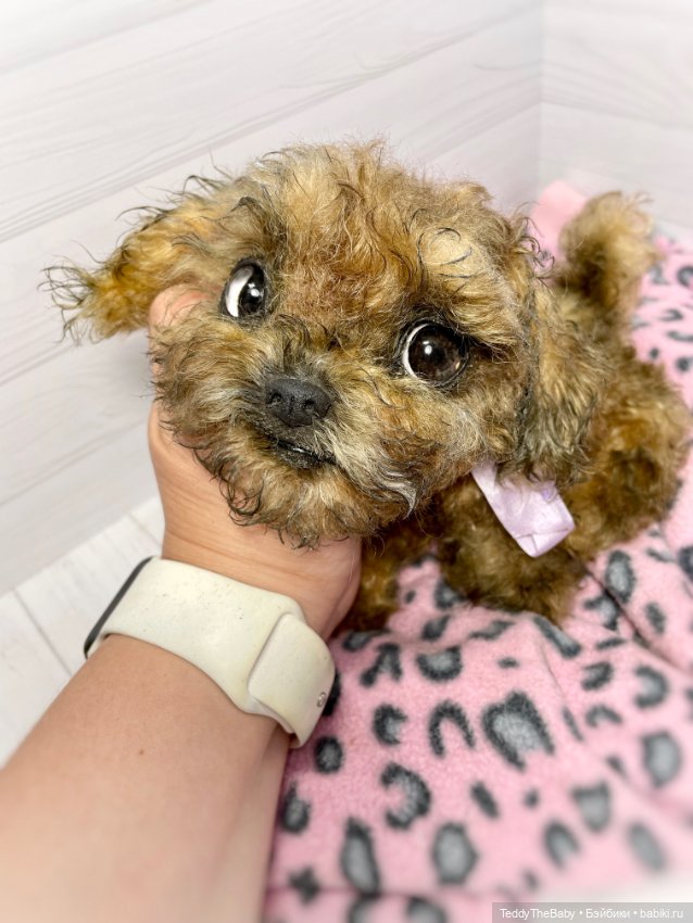 Фенечка 🐾🐶 — Реалистичные игрушки и звери (Натюр): собаки