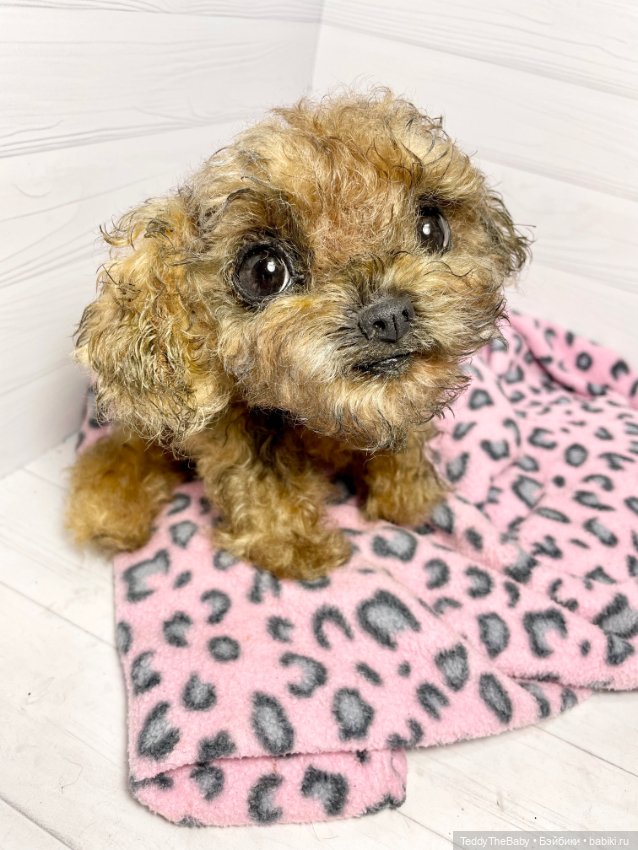 Фенечка 🐾🐶 — Реалистичные игрушки и звери (Натюр): собаки (фото 10)