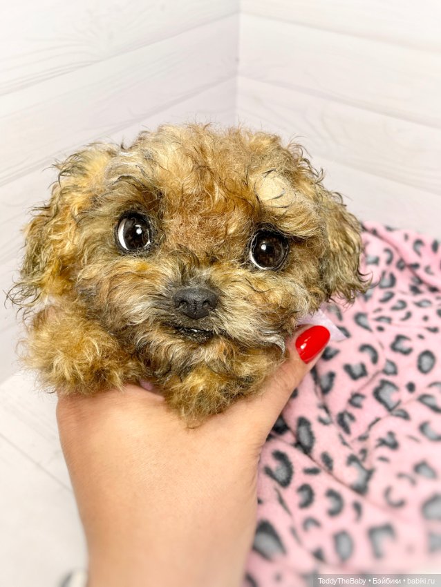 Фенечка 🐾🐶 — Реалистичные игрушки и звери (Натюр): собаки