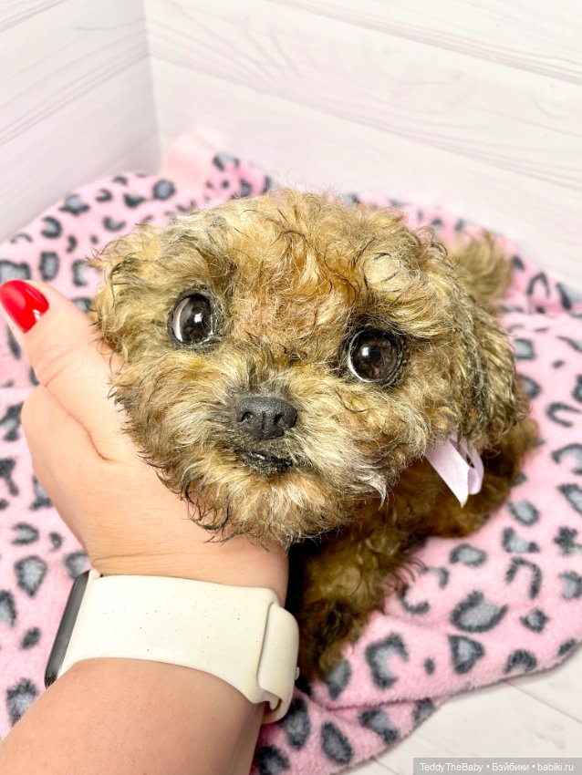 Фенечка 🐾🐶 — Реалистичные игрушки и звери (Натюр): собаки