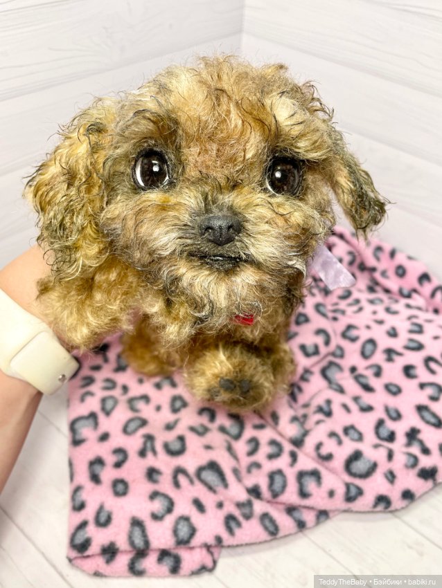 Фенечка 🐾🐶 — Реалистичные игрушки и звери (Натюр): собаки