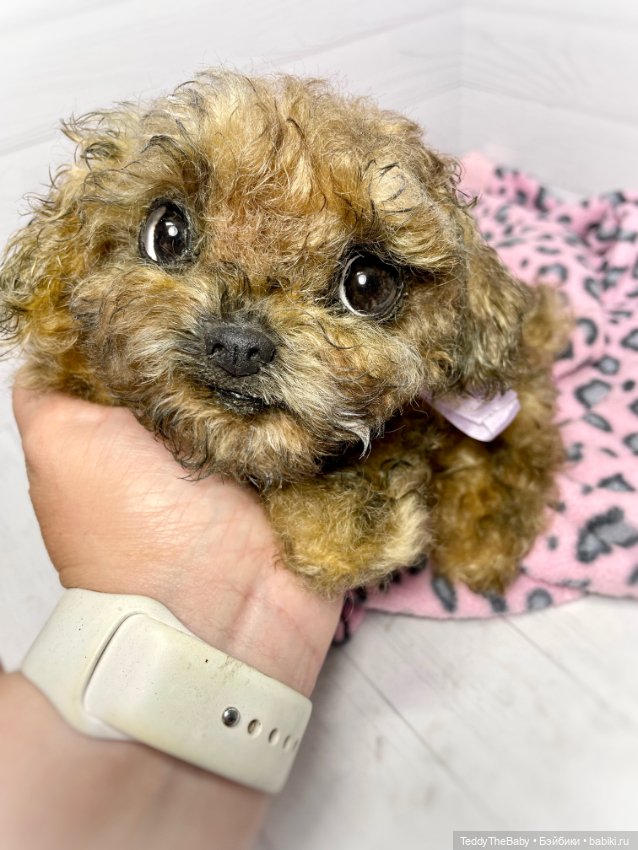 Фенечка 🐾🐶 — Реалистичные игрушки и звери (Натюр): собаки