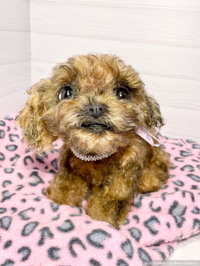 Фенечка 🐾🐶 — Реалистичные игрушки и звери (Натюр): собаки