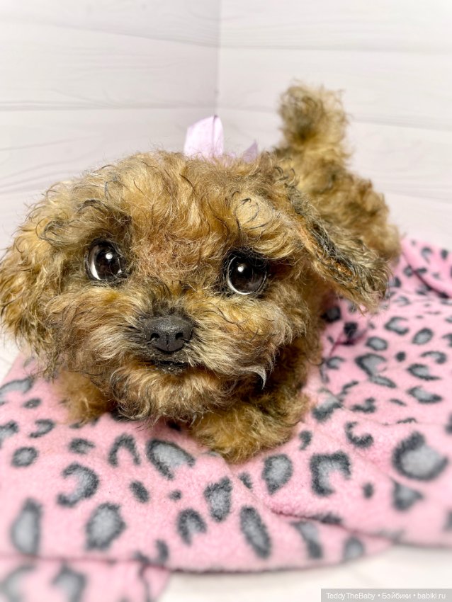 Фенечка 🐾🐶 — Реалистичные игрушки и звери (Натюр): собаки (фото 9)