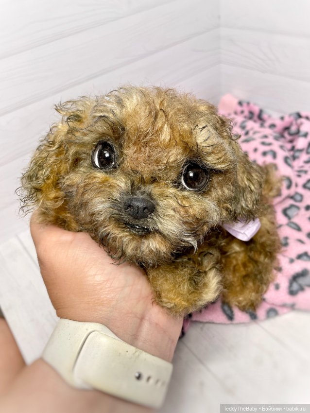 Фенечка 🐾🐶 — Реалистичные игрушки и звери (Натюр): собаки