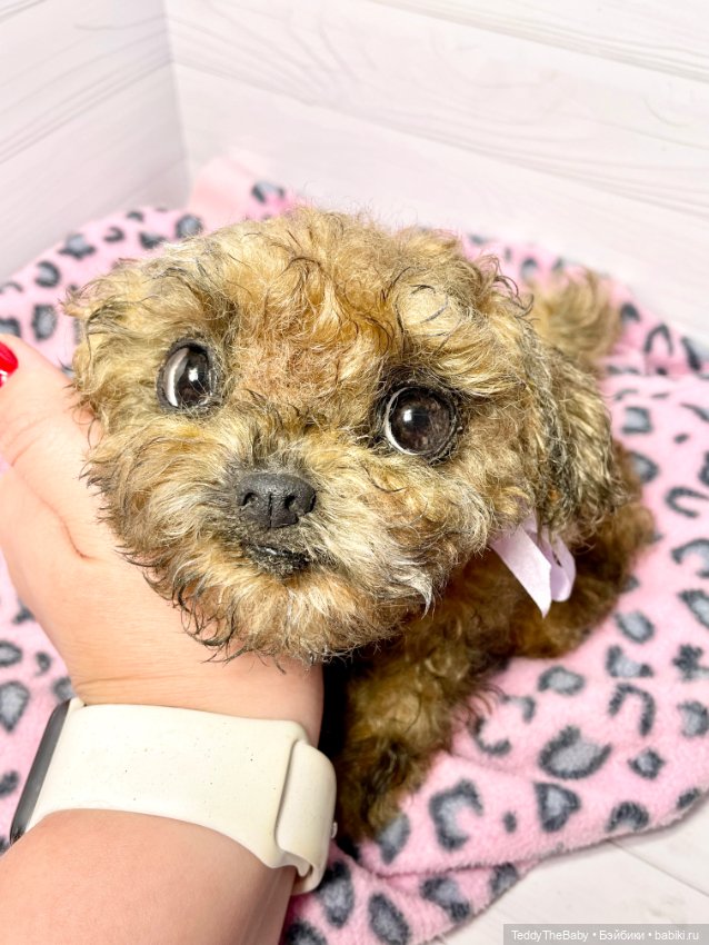 Фенечка 🐾🐶 — Реалистичные игрушки и звери (Натюр): собаки