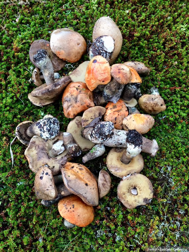 Грандиозное путешествие Даки по Кольскому полуострову. Часть третья. Северный Ледовитый океан (фото 8)