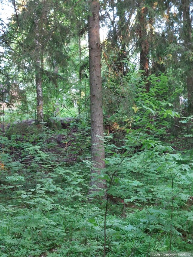 Девочка и волшебный лес — Куклы Rainbow High (Рейнбоу Хай (фото 6)