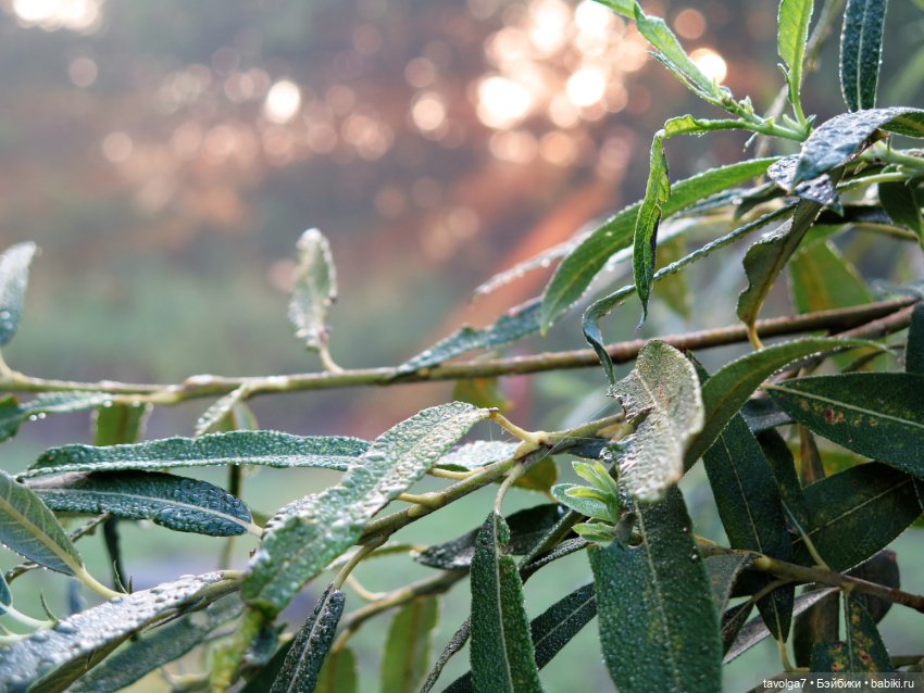 Летнее Солнцестояние — Куклы J (фото 4)