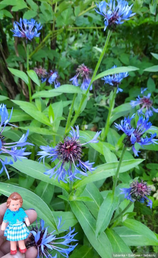 Мы к вам опять-теперь нас пять🥰🌹🌷🌼🌸🌺