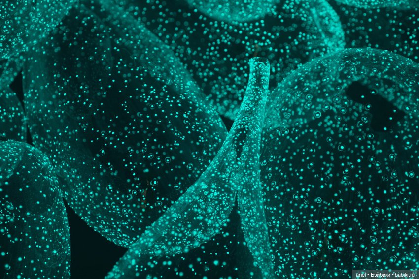 Визуализация природных явлений в стеклянных произведениях от Руи Сасаки (Rui Sasaki) (фото 3)